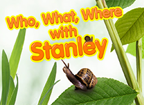 Answer questions about key details in the ABCmouse story &ldquo;Stanley the Snail Leaves a Trail.&rdquo;