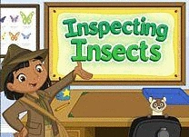 details of game - Inspecting Insects