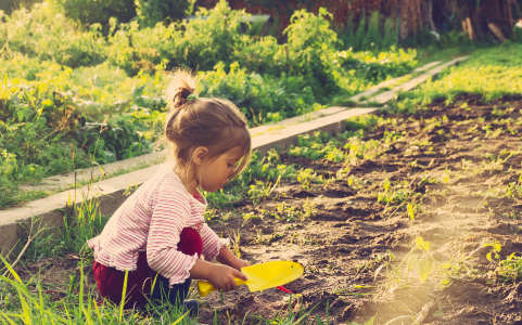 A little girl digging outside in a garden for fun. 