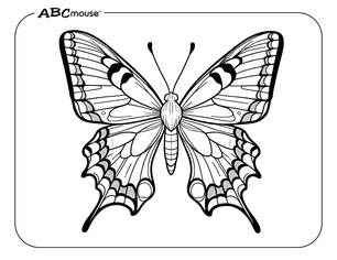 Swallow tail butterfly. Free printable coloring page from ABCmouse.com. 