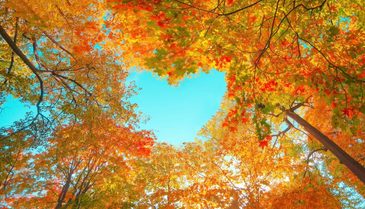 Colorful autumn trees with vibrant orange, yellow, and red leaves framing a bright blue sky, representing the beauty of nature and thankfulness.