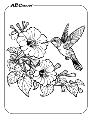Free printable humming bird and flower coloring pages for kids from ABCmouse.com. 