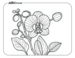 Free printable orchid flower coloring pages for kids from ABCmouse.com. 