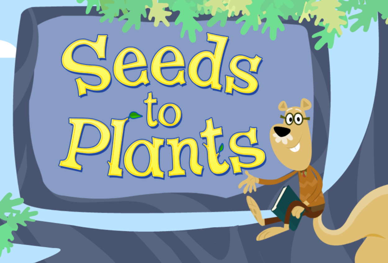 Seeds to Plants