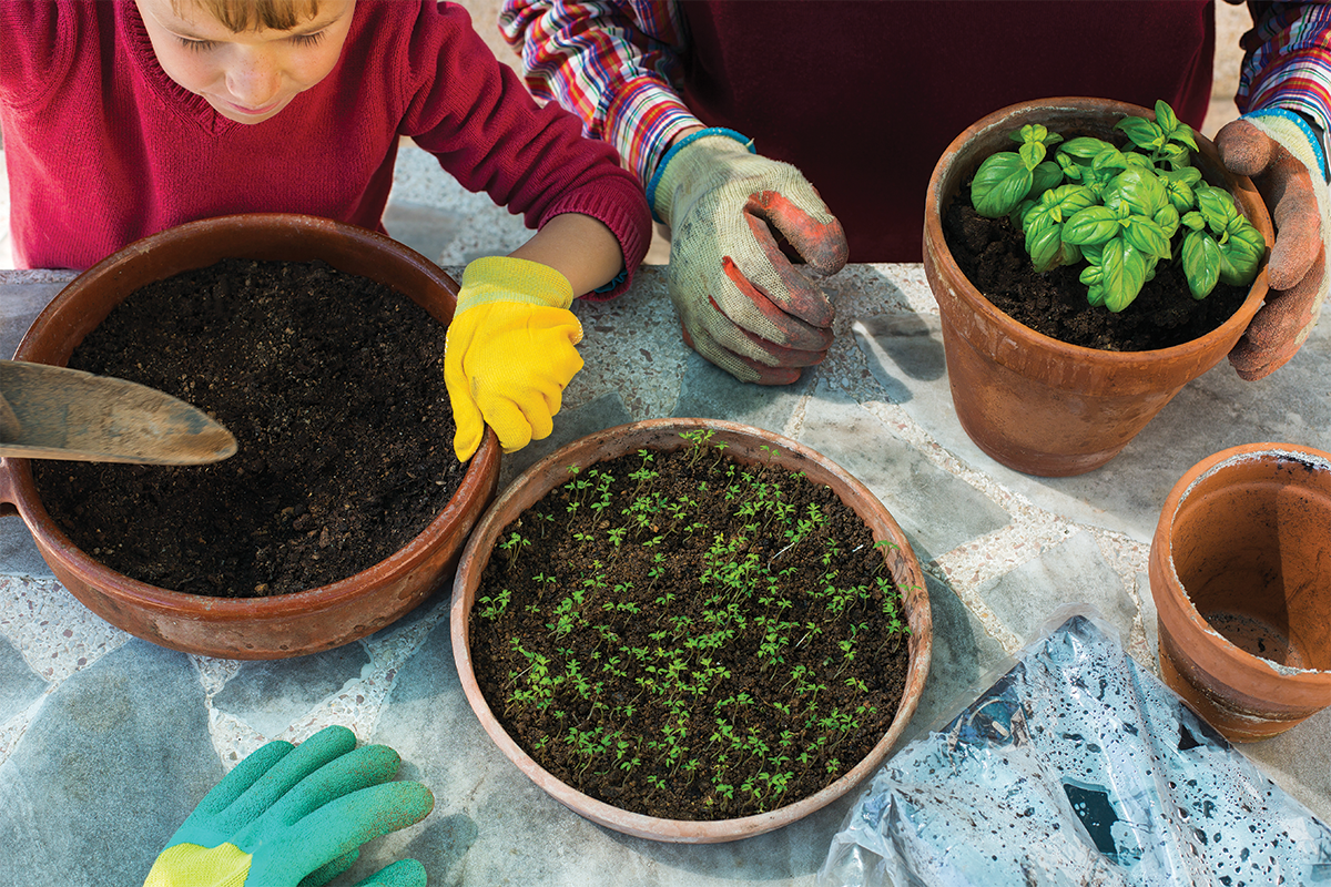 A young child making an herb garden for a fun summer activity. 