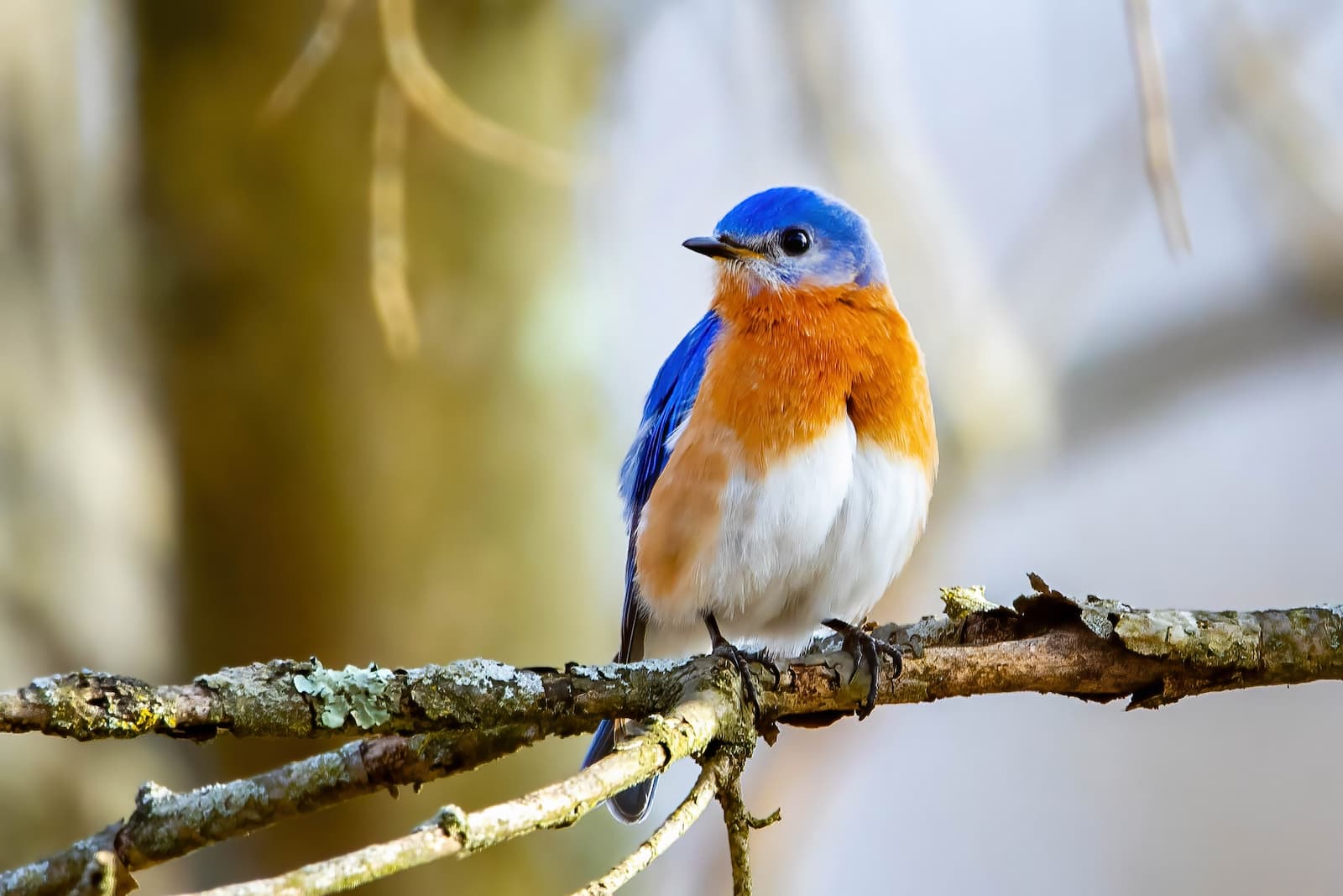 Eastern bluebird. 