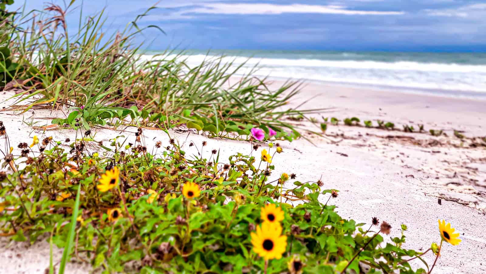 Sunflowers on Redington Beach Florida