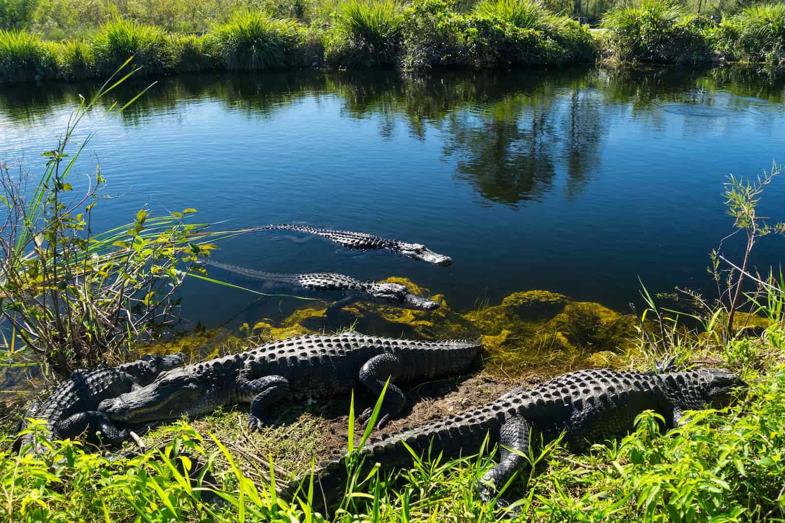 Crocodiles in the Everglades