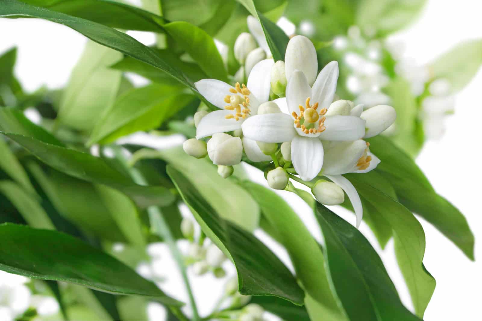 Florida state flower, orange blossom. 