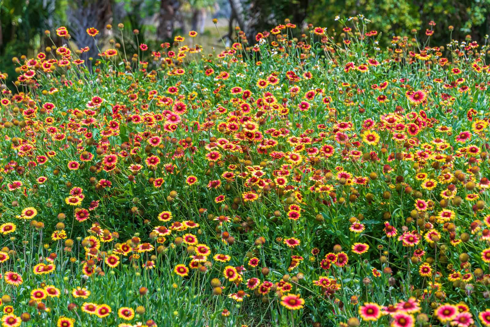 Firewheel a.k.a. Indian Blanket 