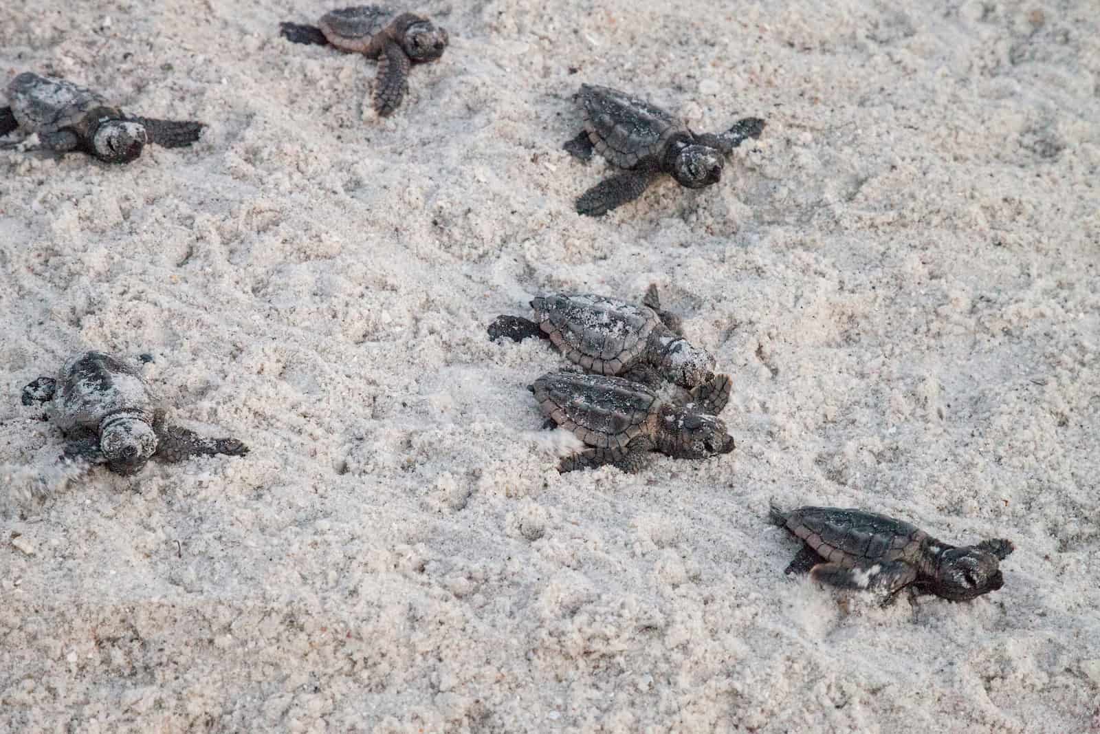 Baby Loggerhead Sea Turtles