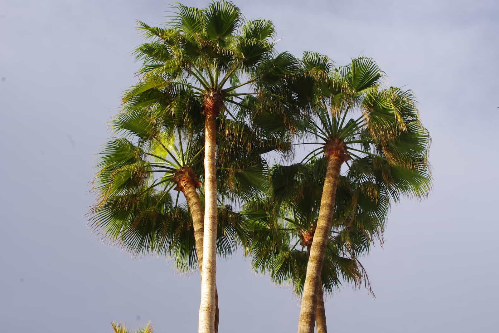 Florida state tree, sabal palm. 