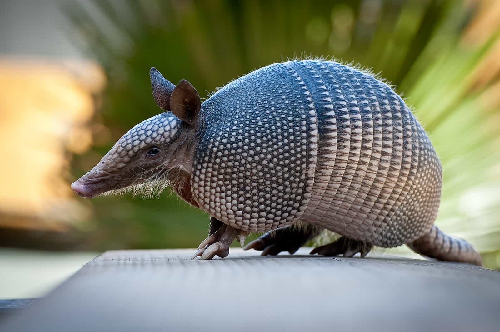 Nine-Banded Armadillo