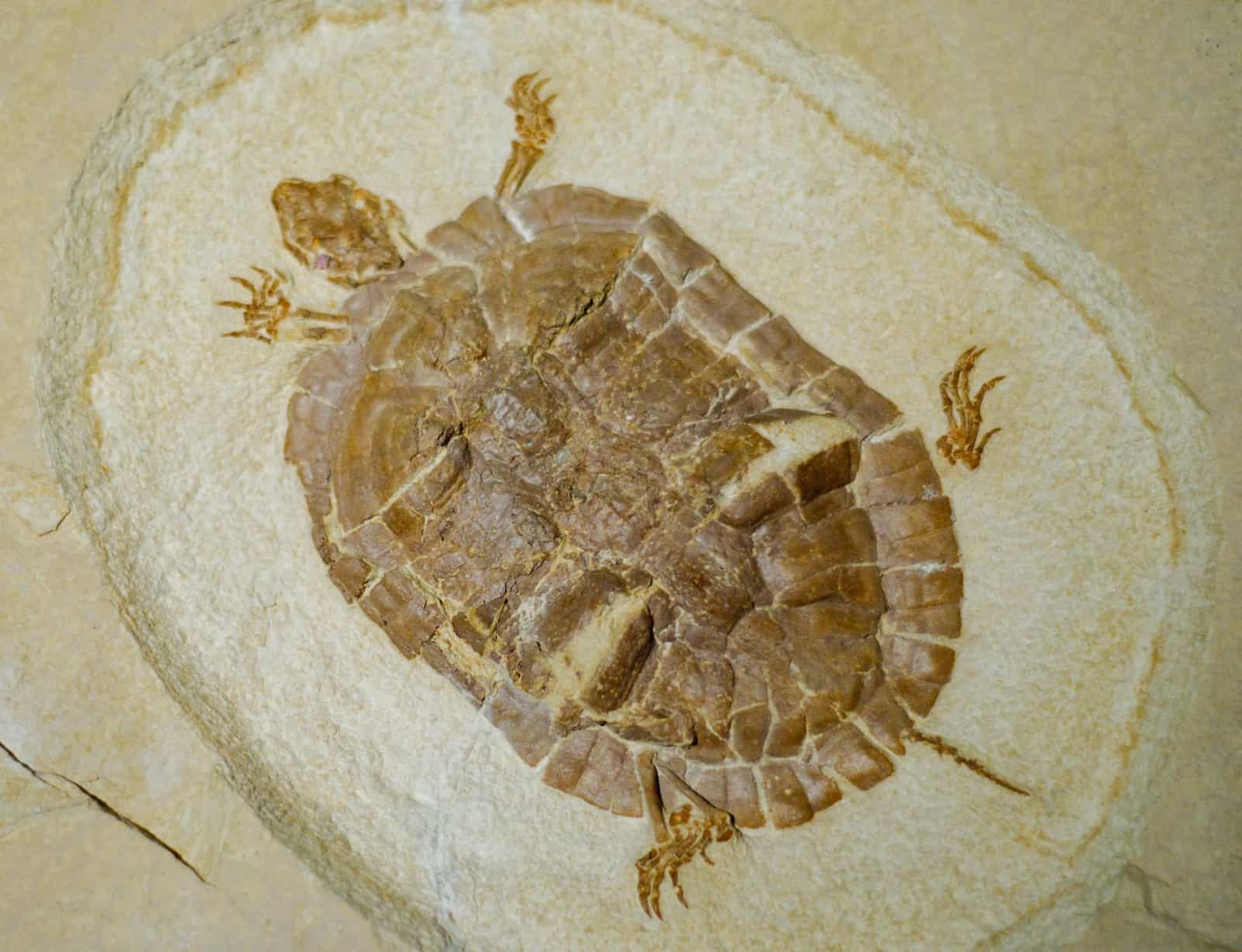 Turtle Fossilized in Sandstone