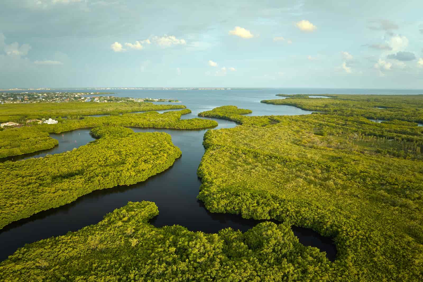 Everglades Swamp