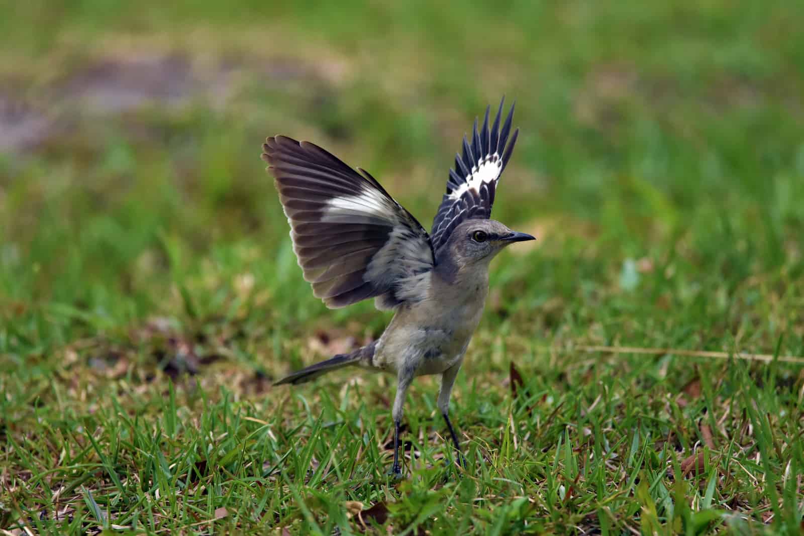 Florida state bird the mockingbird,