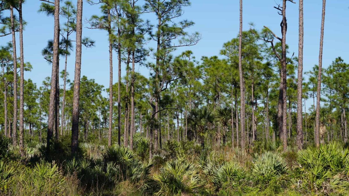 Florida Pine Forest