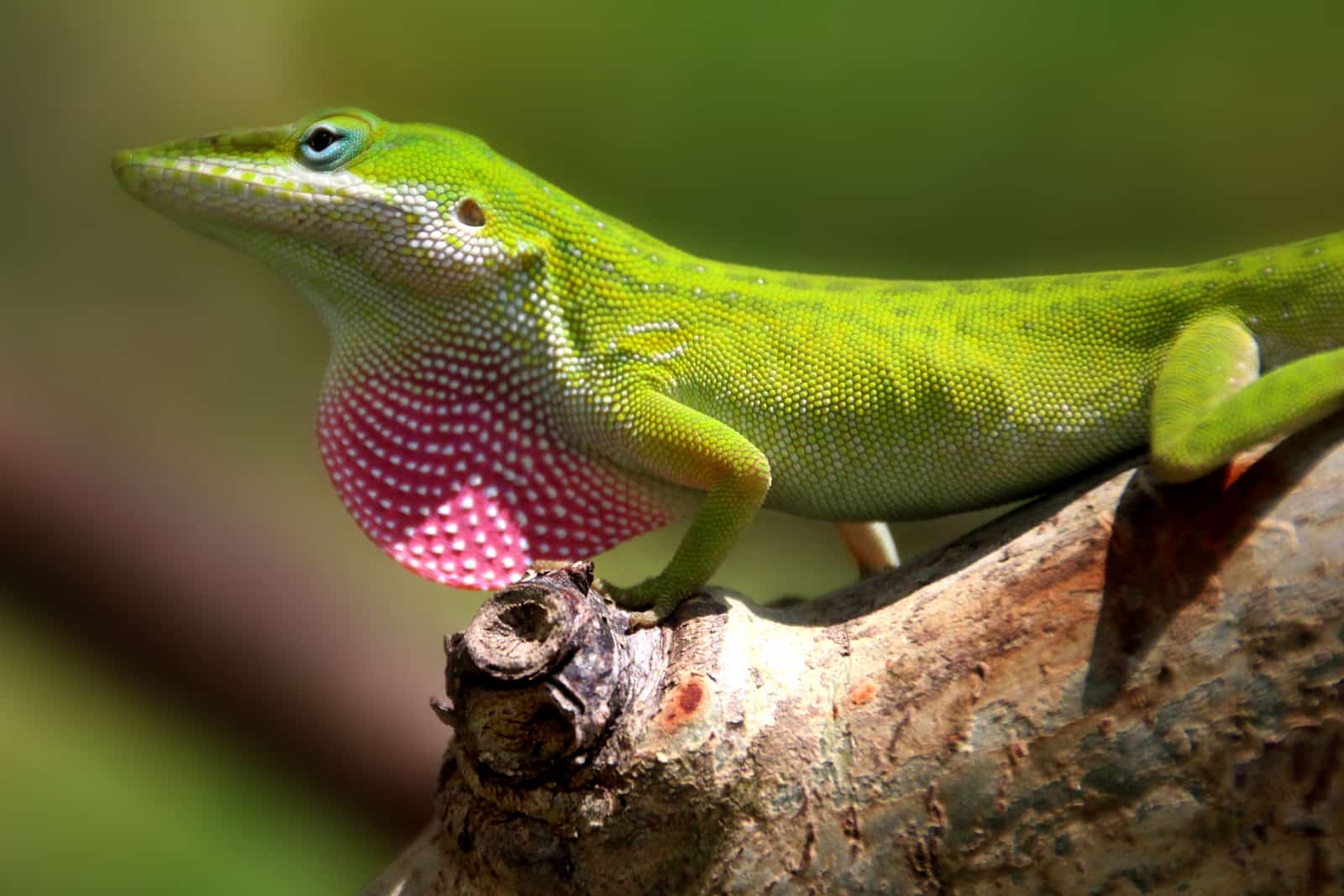 Anolis carolinensis or Green Anole