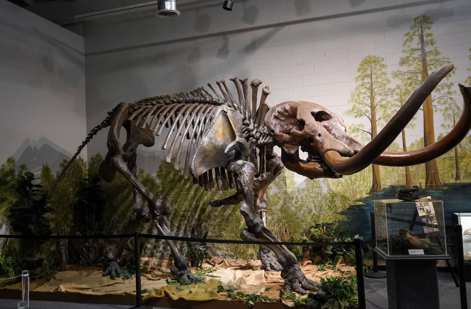 Recreation of a mastodon at the Brevard Museum of History and Natural Science.
