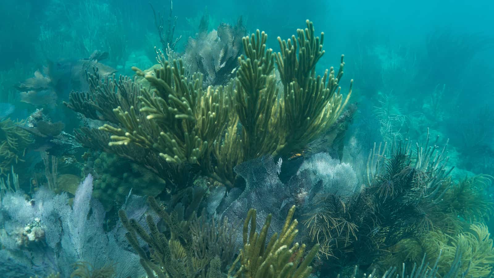 Coral Reef in Biscayne National Park 