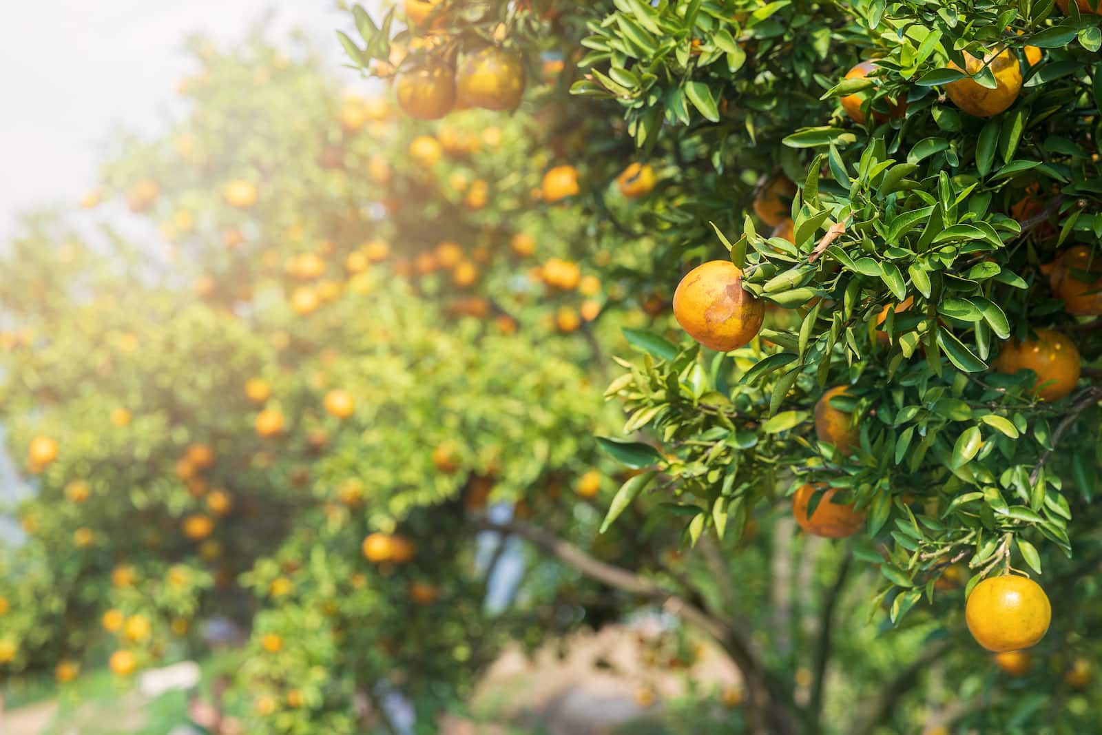 Orange orchard