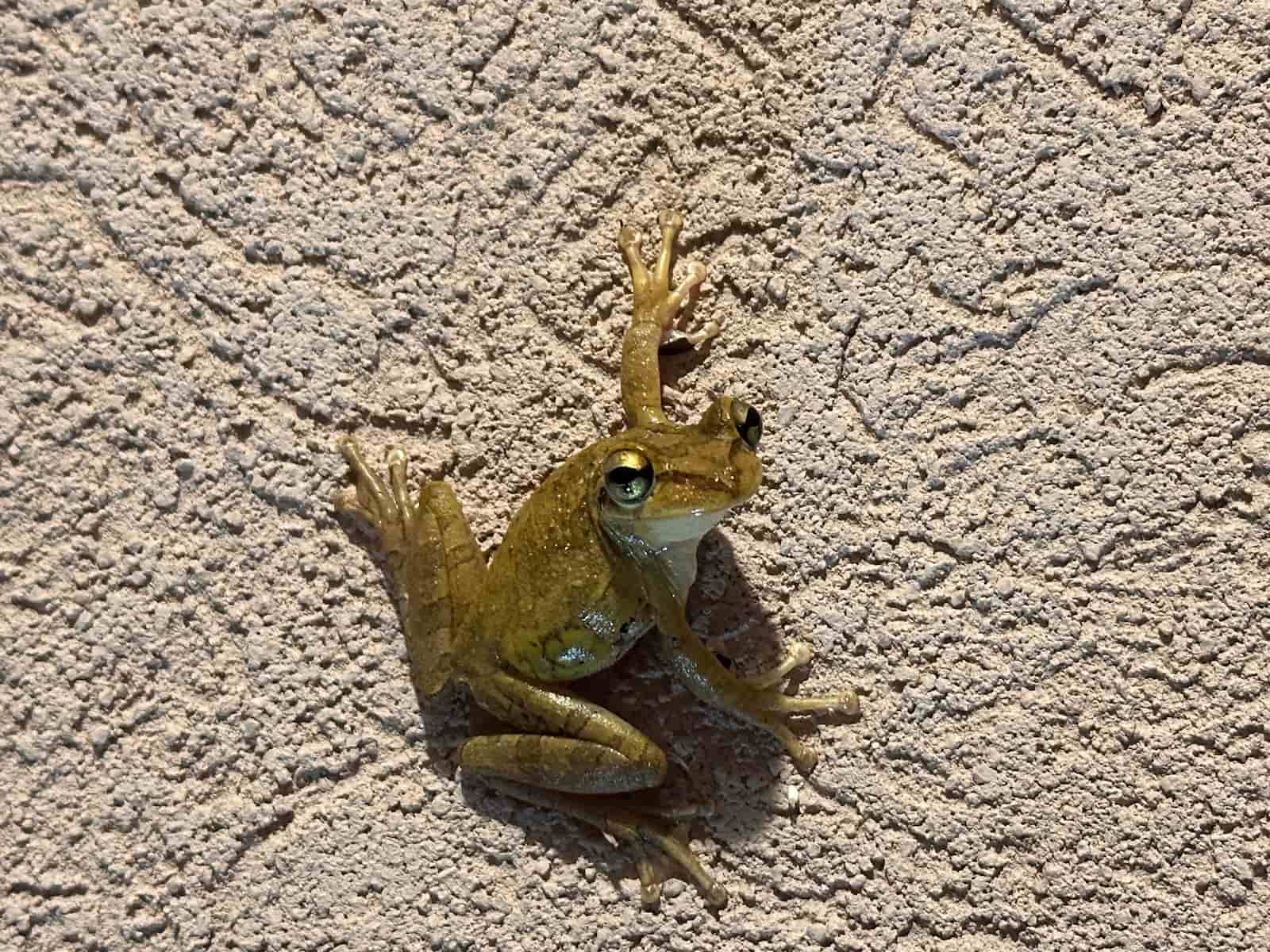 Cuban Tree Frog