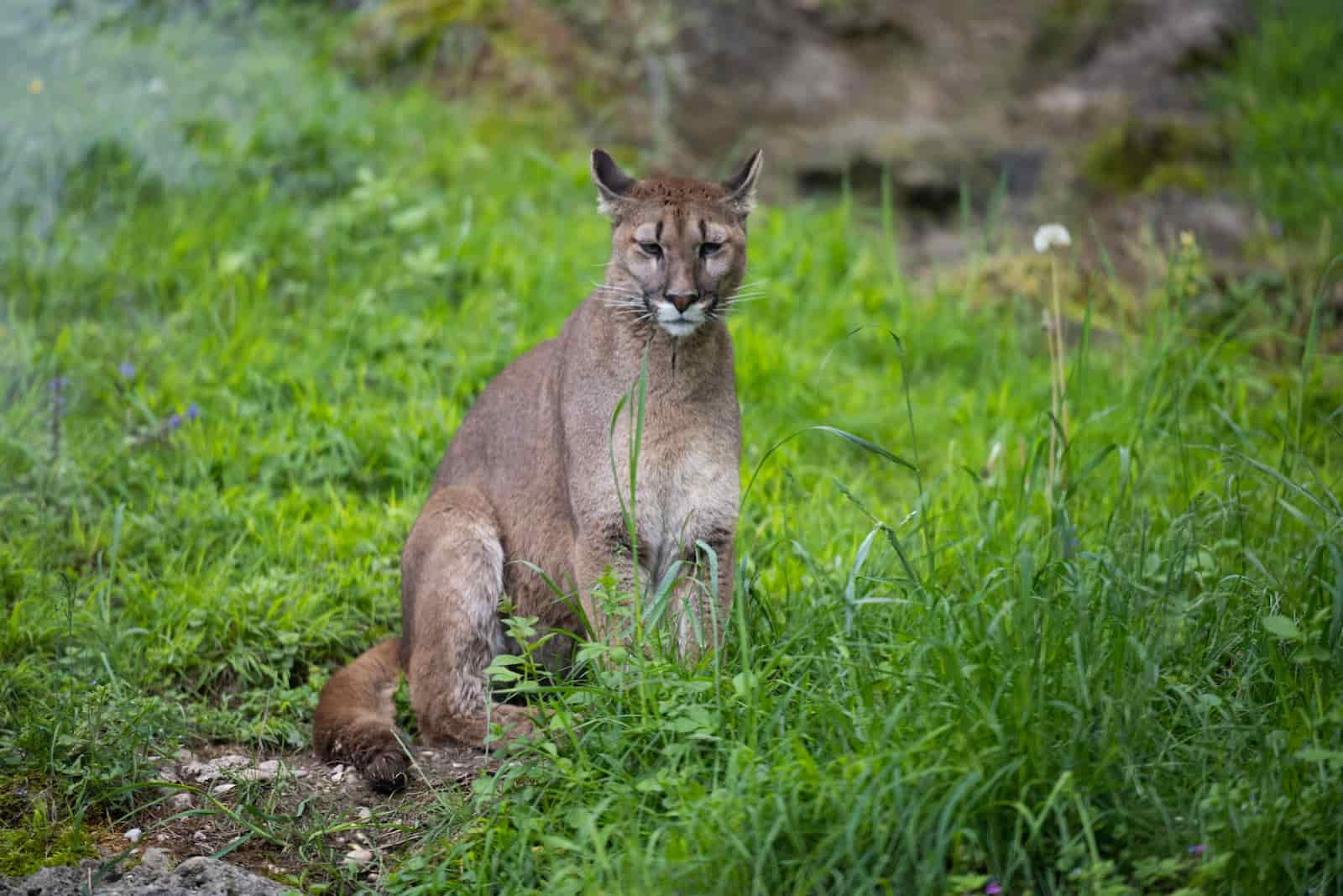 Florida Panther