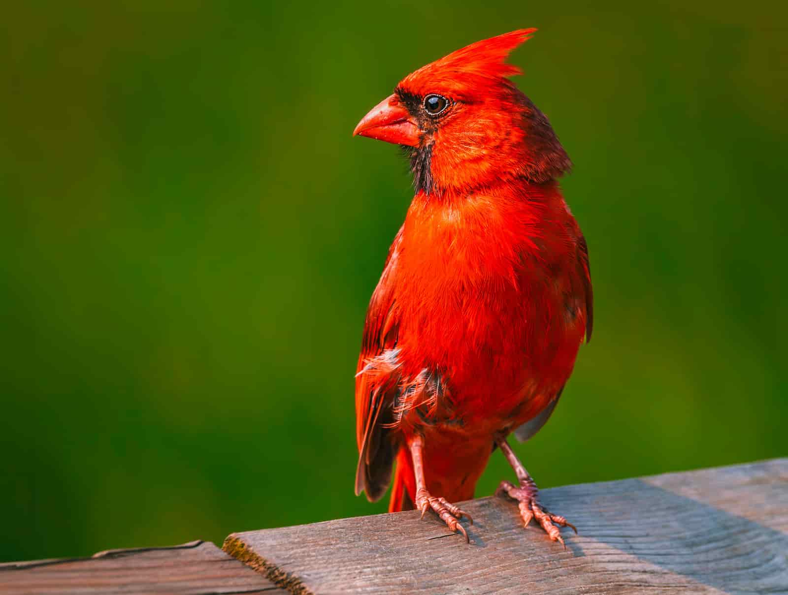 Northern Cardinal