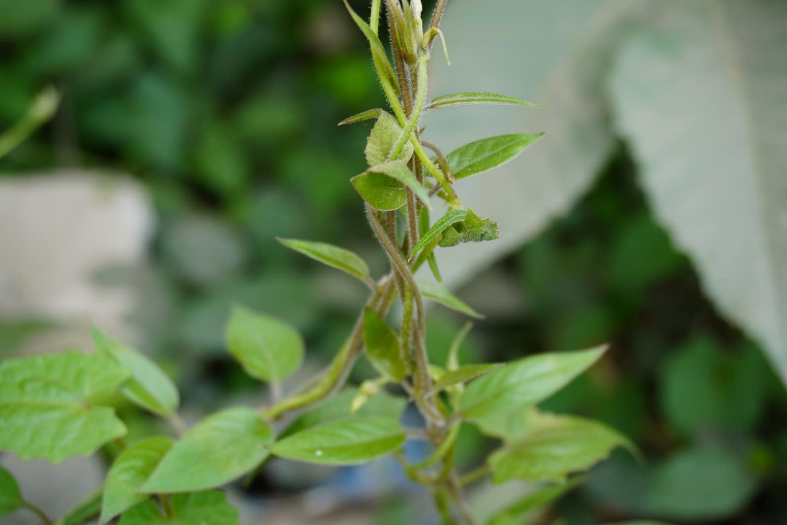 Paederia foetida, Commonly Known as Skunk Vine or Stinkvine