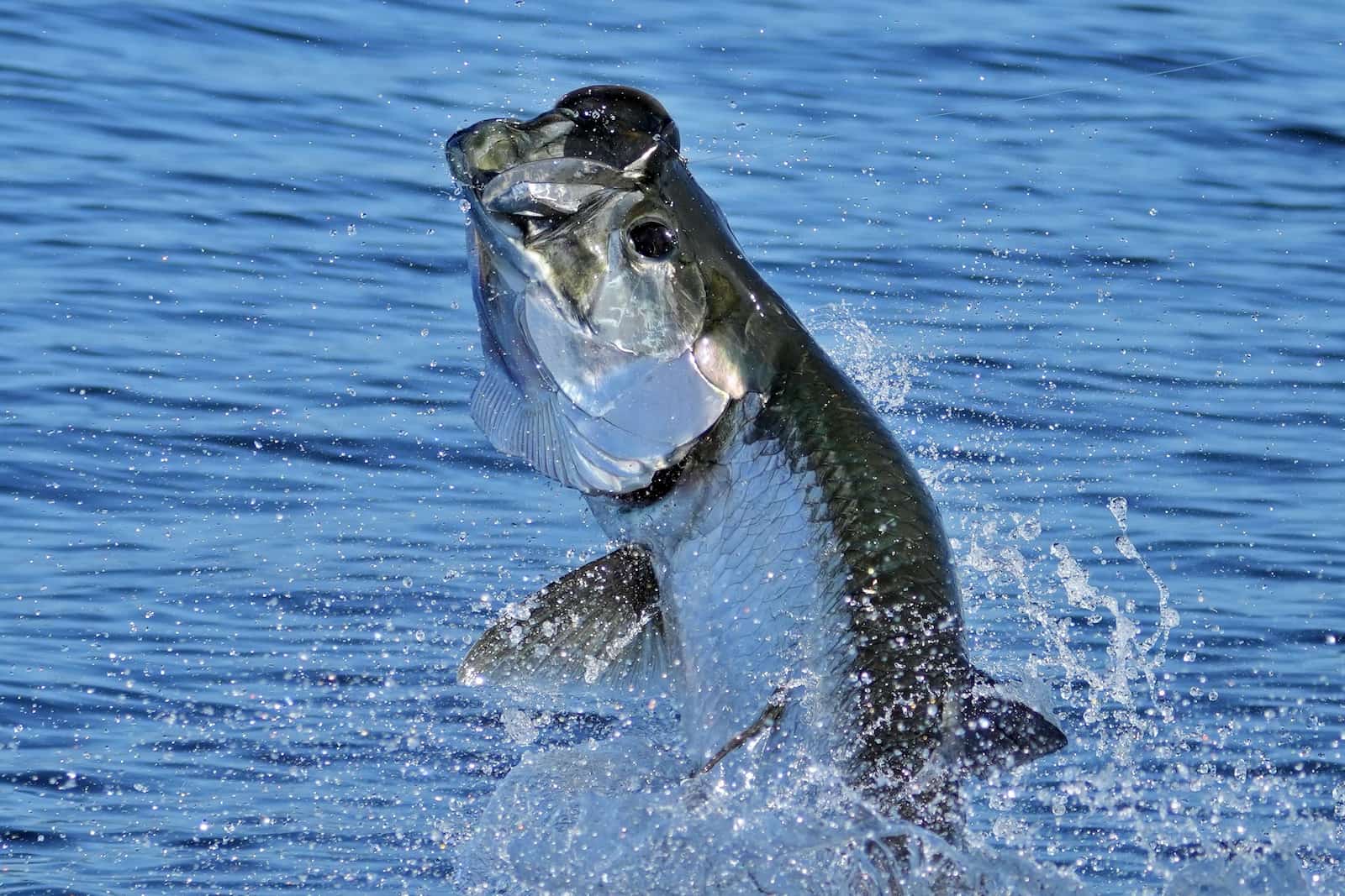 Tarpon Jumping