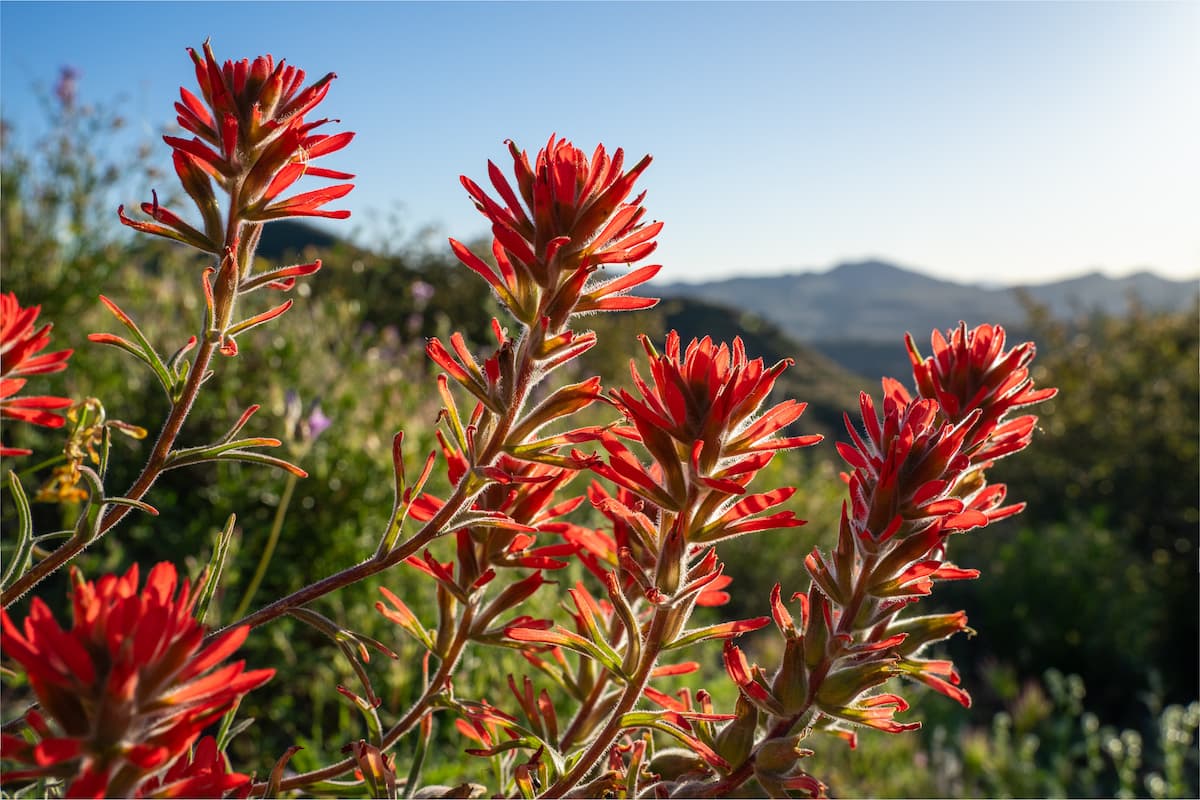 Indian Paintbrush
