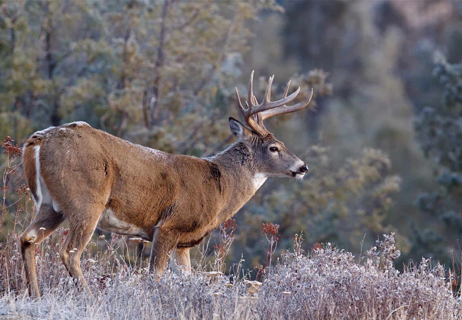 Whitetail Buck Deer Stag