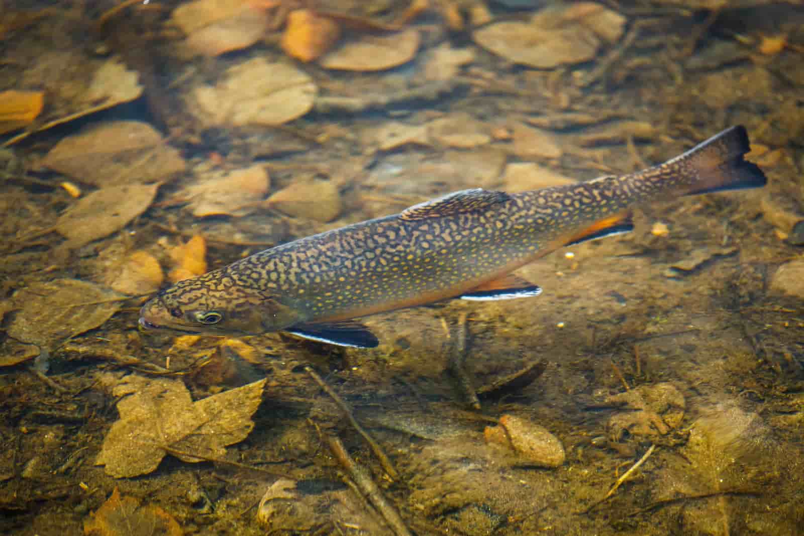 Brook Trout