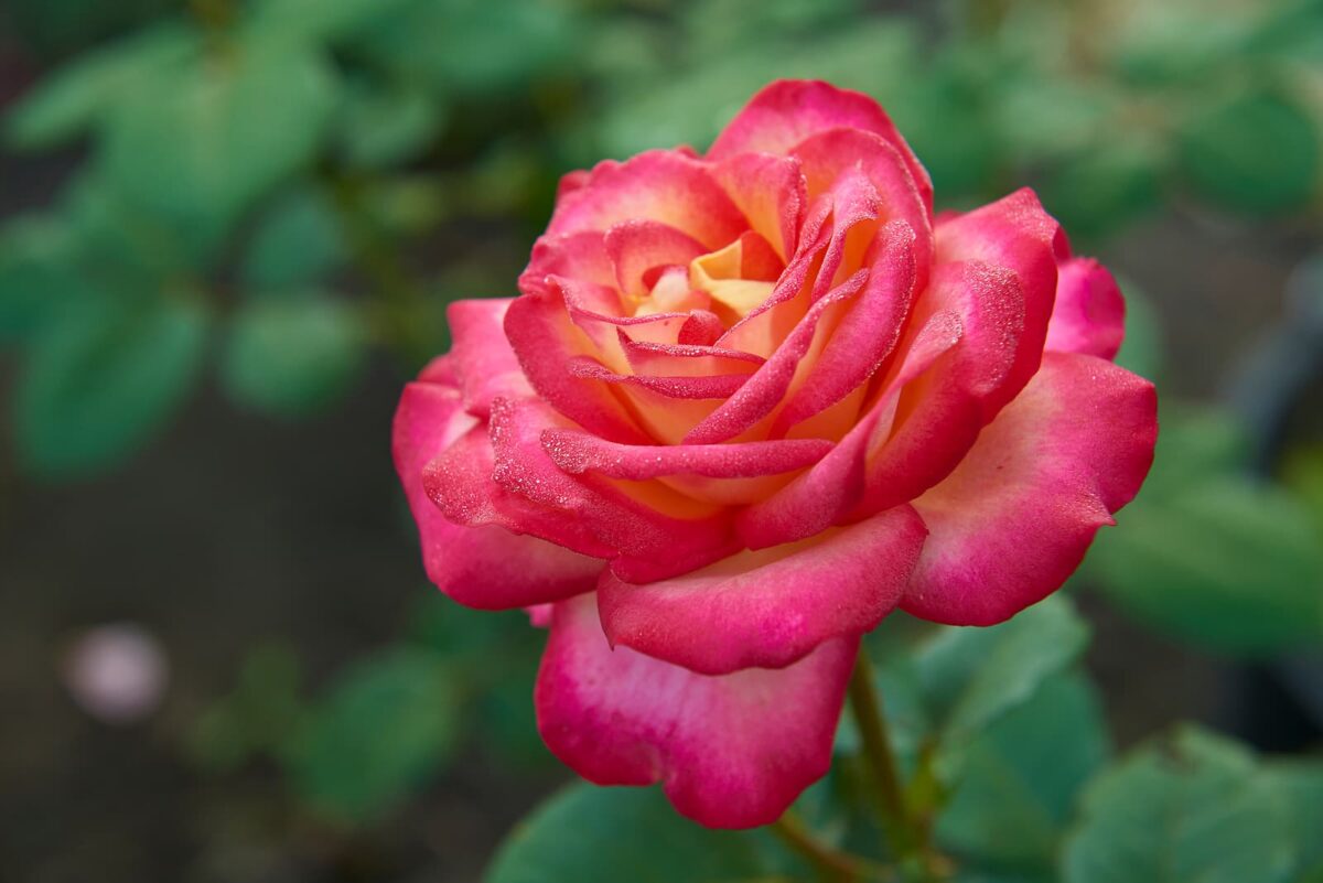 Close-up of a vibrant pink rose with orange and yellow petals at its center, surrounded by soft green foliage.