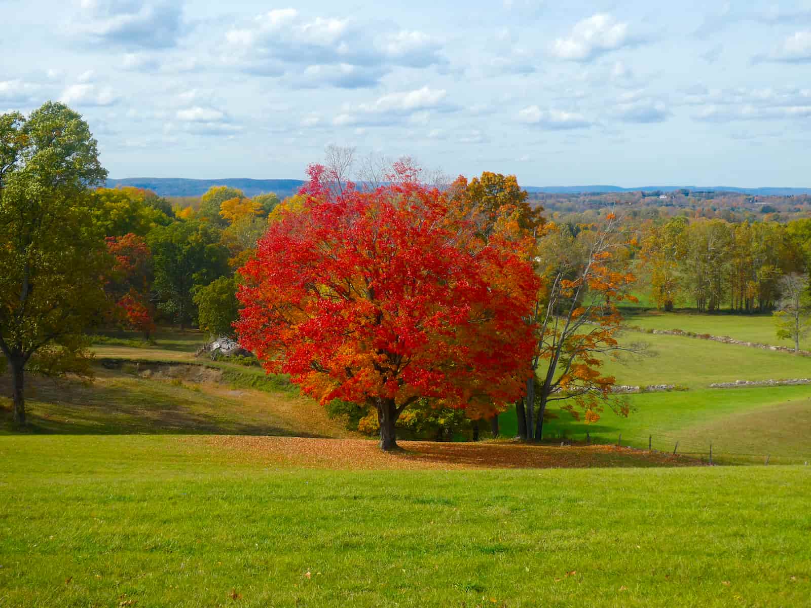 State Tree: Sugar Maple