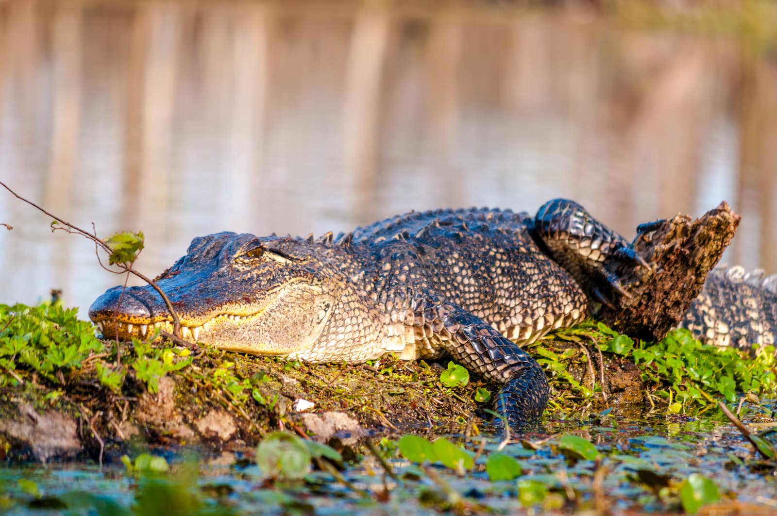 Alligator in a State Park