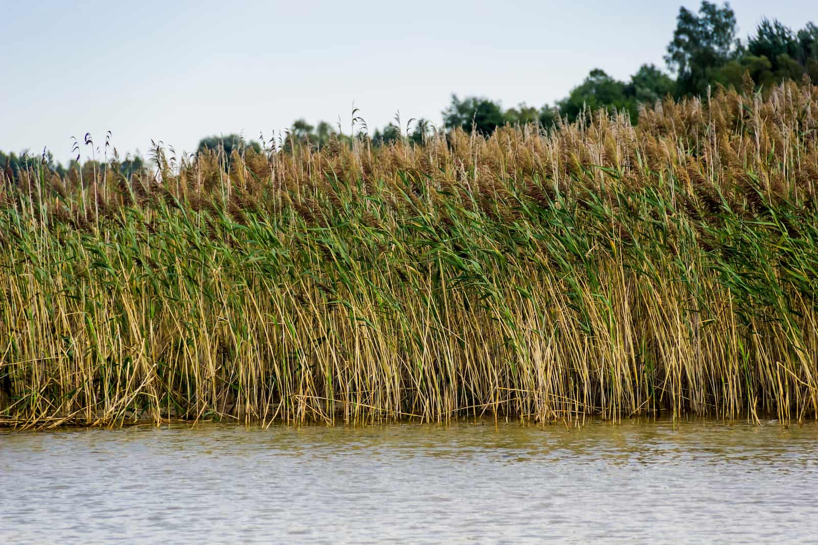 Giant Reed