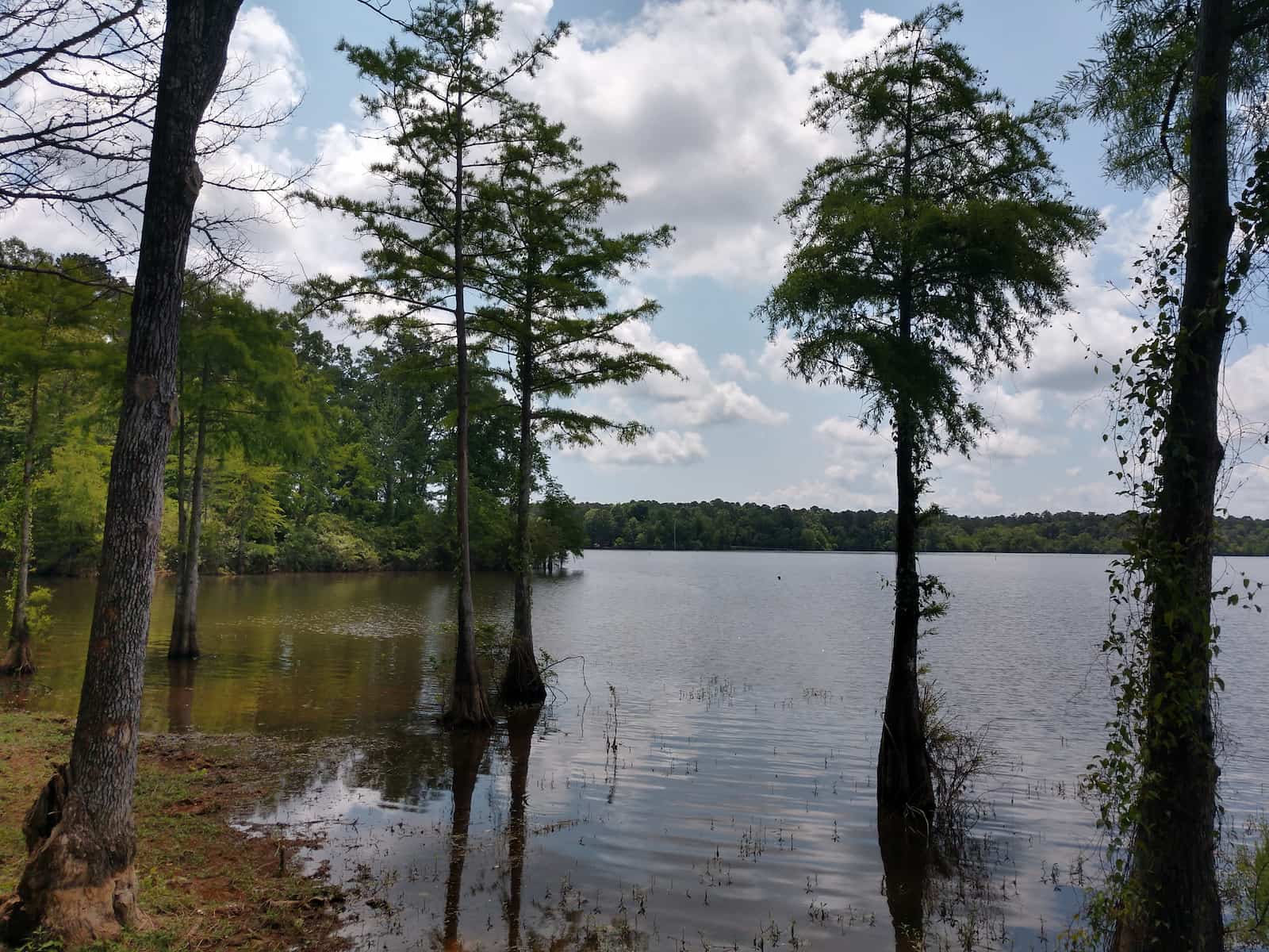 Toledo Bend Lake Swamp