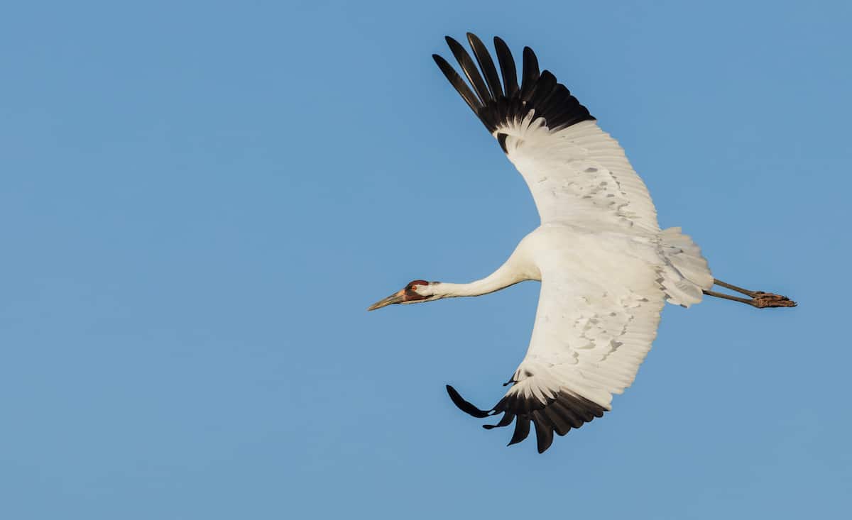 Whooping Crane