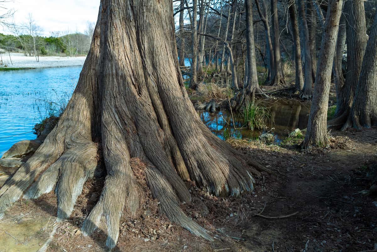 Bald Cypress