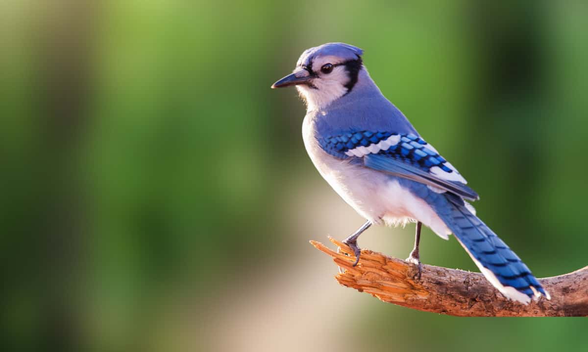 Blue Jay