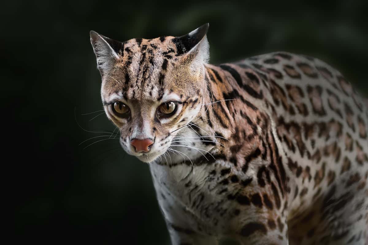 Ocelot