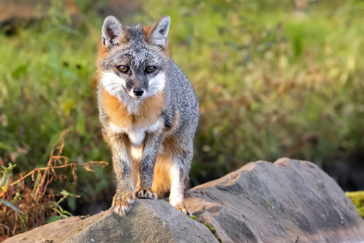 Gray Fox