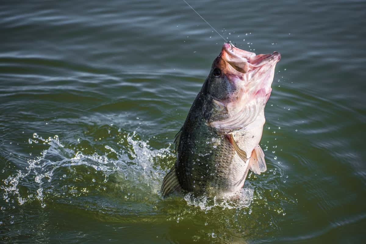 Largemouth Bass