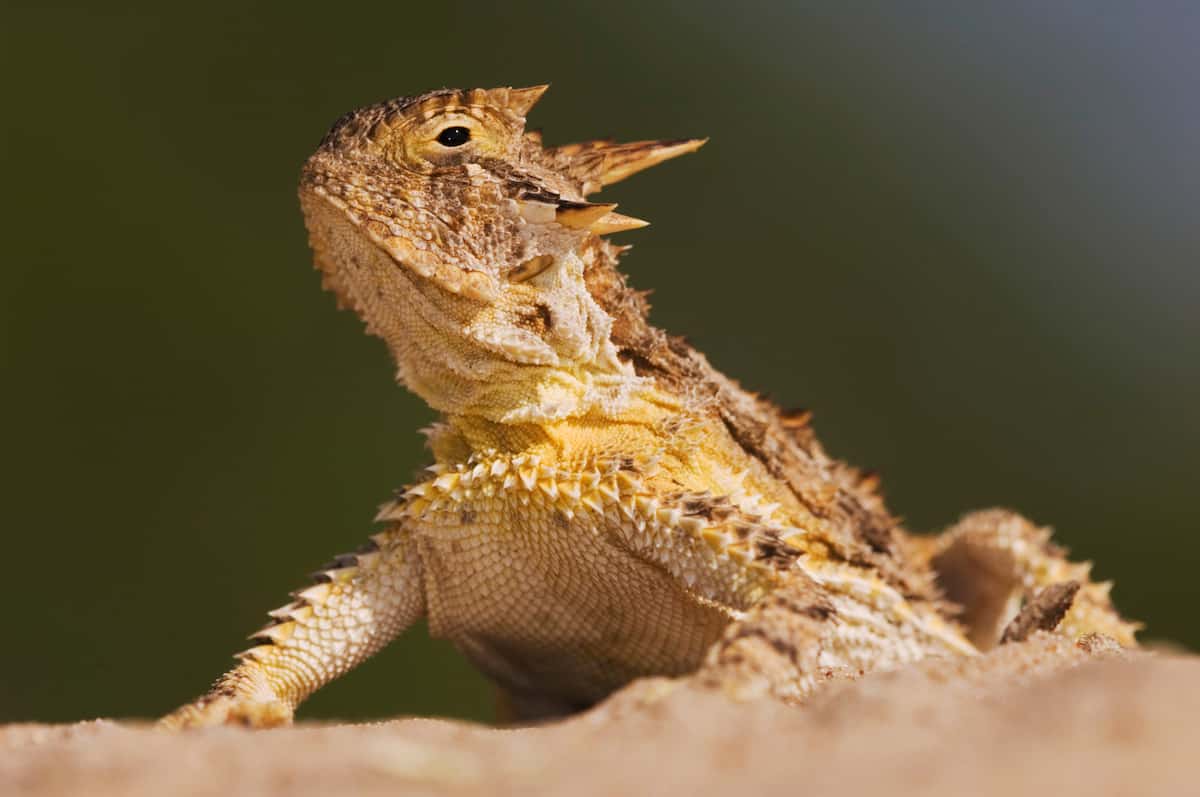 Texas Horned Lizard