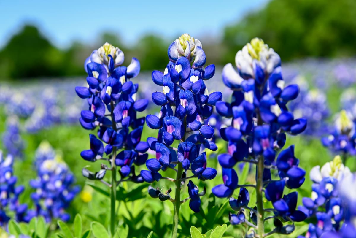 Bluebonnet state Texas flower. 