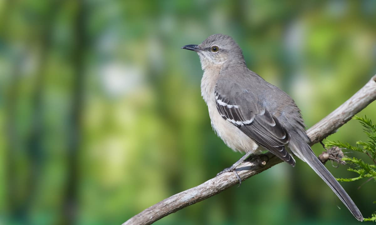 A mocking bird. 