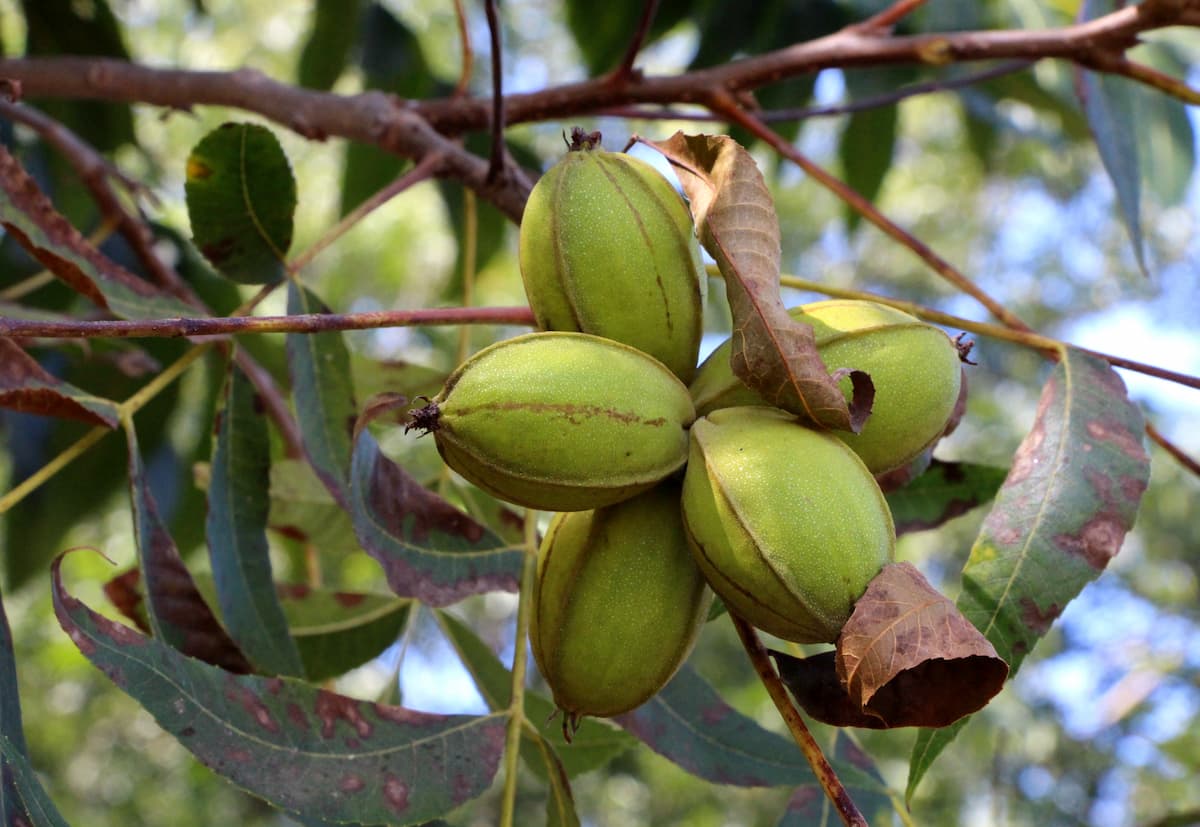 Texas state tree pecans. 