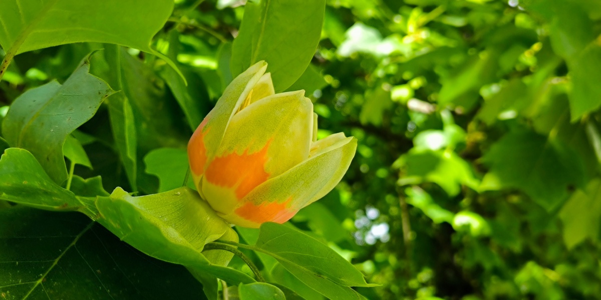 Tulip Poplar Tree