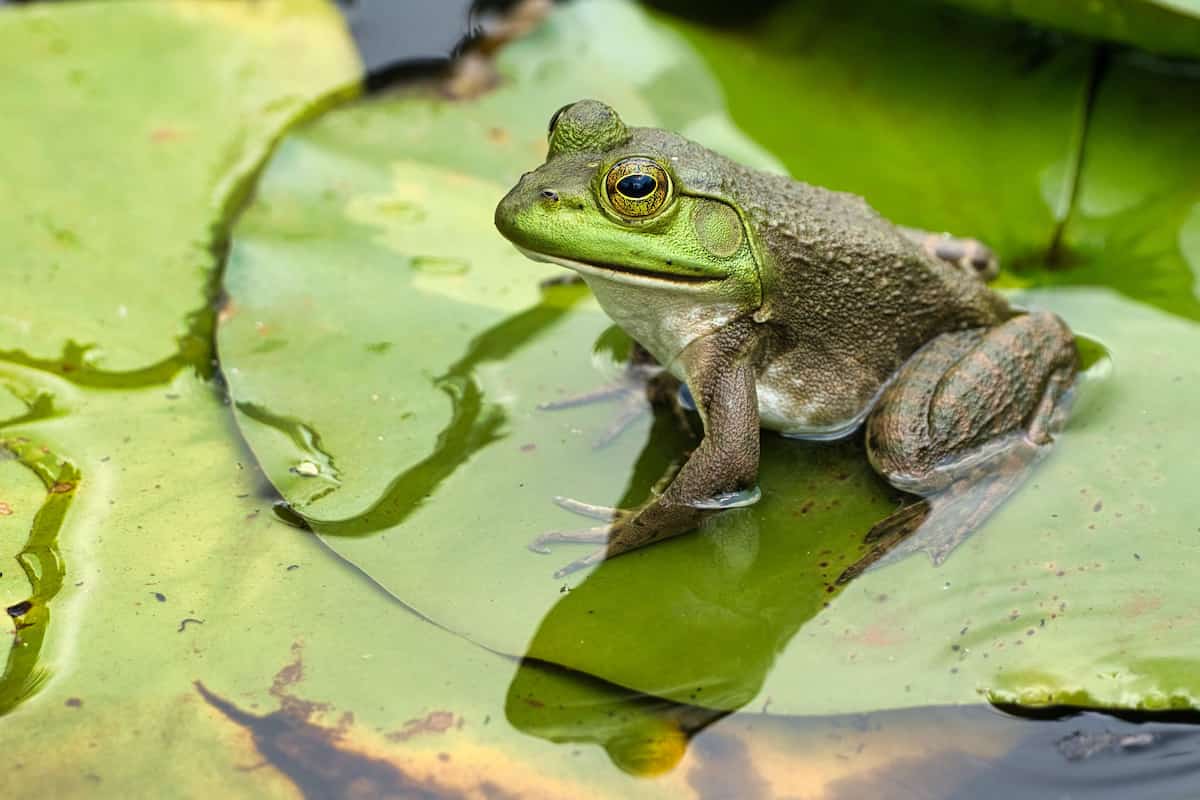 American bullfrog on a lilly pad. 